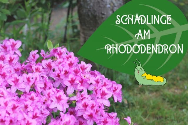 Rhododendron-Blätter angefressen