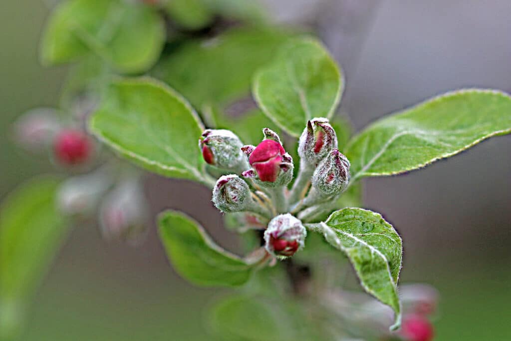 Apfelblüte