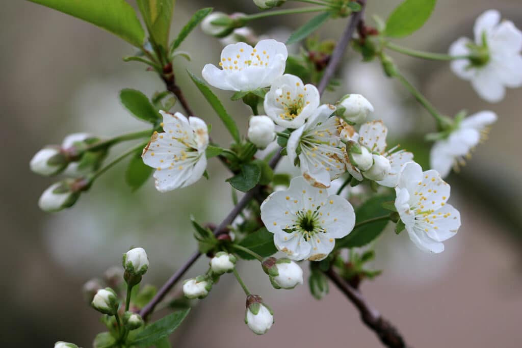 Apfelbaum Blütezeit