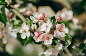 Apfelblüte