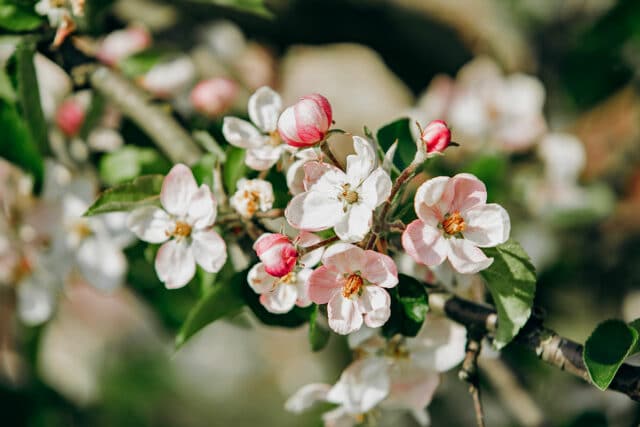 Apfelblüte