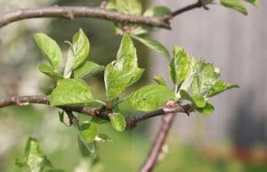 Obstbäume - Gartendialog.de