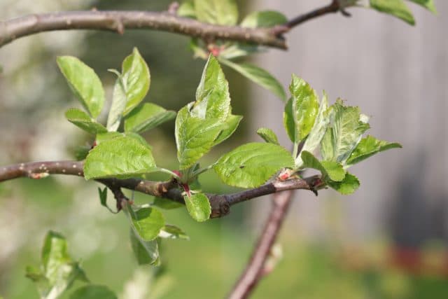 apfelbluete-malus-beitragsbild-0800 Apfelblüte 2020
