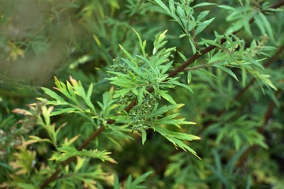 Artemisia vulgaris