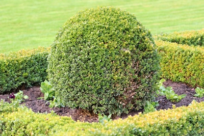 Schmale Hecke als Sichtschutz: 6 immergrüne Heckenpflanzen