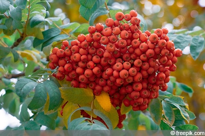 Vogelbeeren