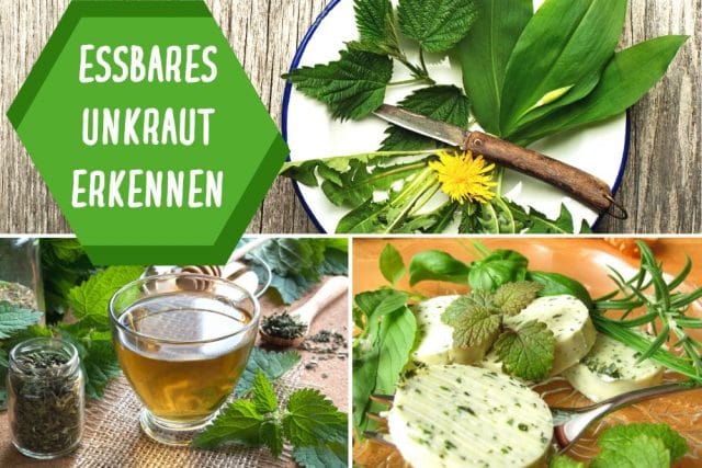 Essbares Unkraut