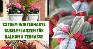 winterharte Kübelpflanzen