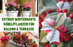 winterharte Kübelpflanzen