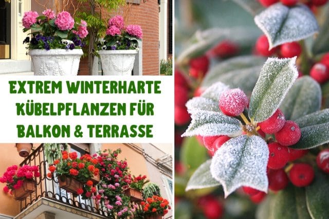 winterharte Kübelpflanzen