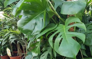 Monstera vermehren