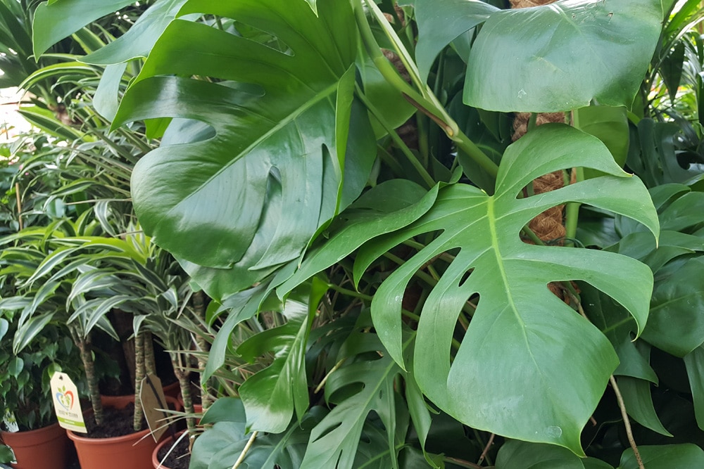 Monstera vermehren