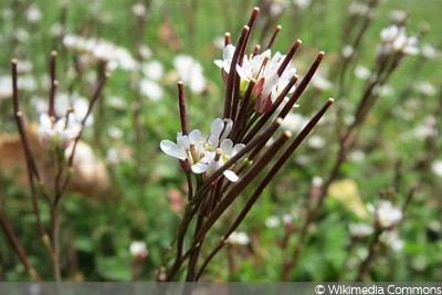 Gartenschaumkraut essbares Unkraut