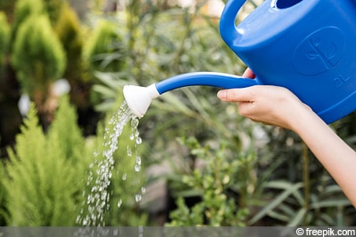 Abgekochtes Wasser Zum Giessen Von Blumen Ja Oder Nein Gartendialog De