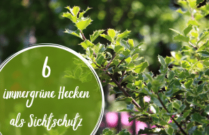 schmale Hecke Sichtschutz