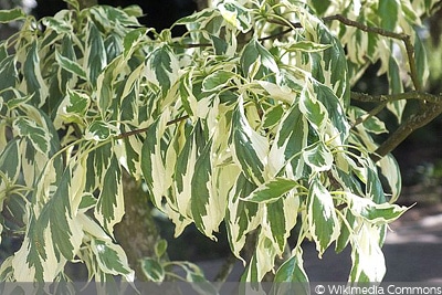 winterharte Kübelpflanze Hoher Weißbunter Pagoden-Hartriegel