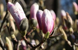 Magnolie düngen