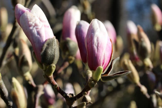 Magnolie düngen