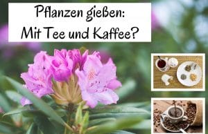 Pflanzen gießen Tee Kaffee