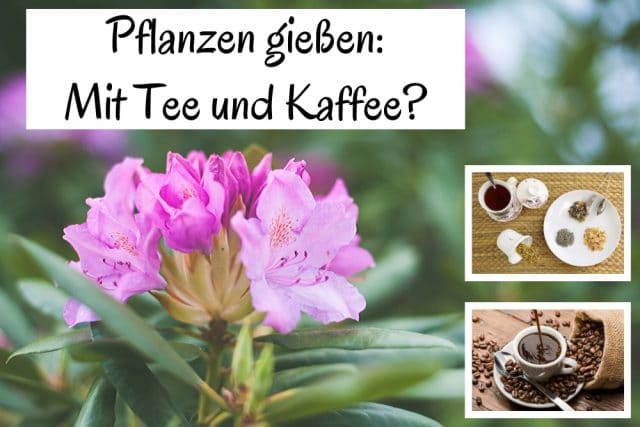 Pflanzen gießen Tee Kaffee