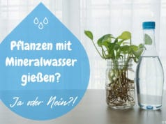 Pflanzen gießen Mineralwasser