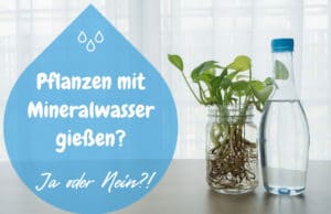 Pflanzen gießen Mineralwasser