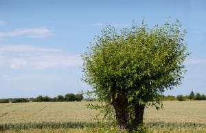 Salix caprea