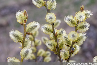 Salix caprea