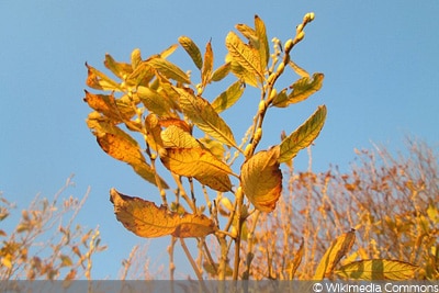 Salix caprea