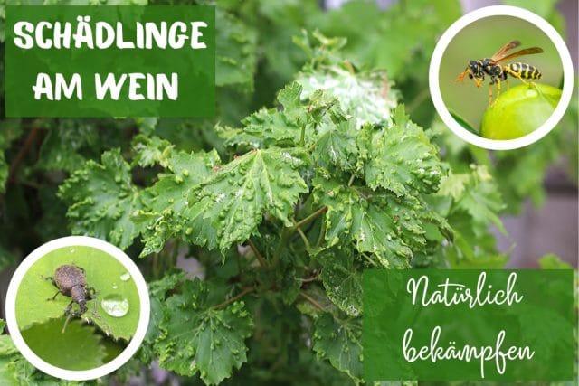 Schädlinge am Wein