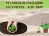 Goldregen Pflege Pflanzen Dngen Schnitt Gartenratgeber Goldregen Pflege Pflanzen Dngen Schnitt Gartenratgeber