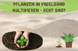 Vogelsand für Pflanzen