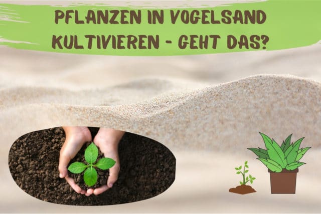 Vogelsand für Pflanzen