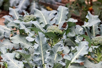 Brassica oleracea