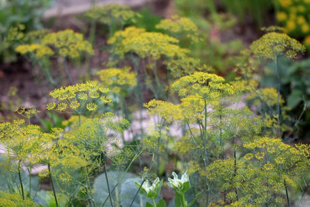 Dillblüten