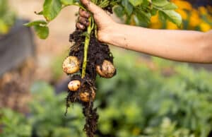Wann Frühkartoffeln ernten? | Frühkartoffelernte 2025