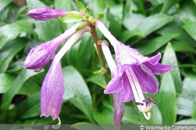 Hosta clausa