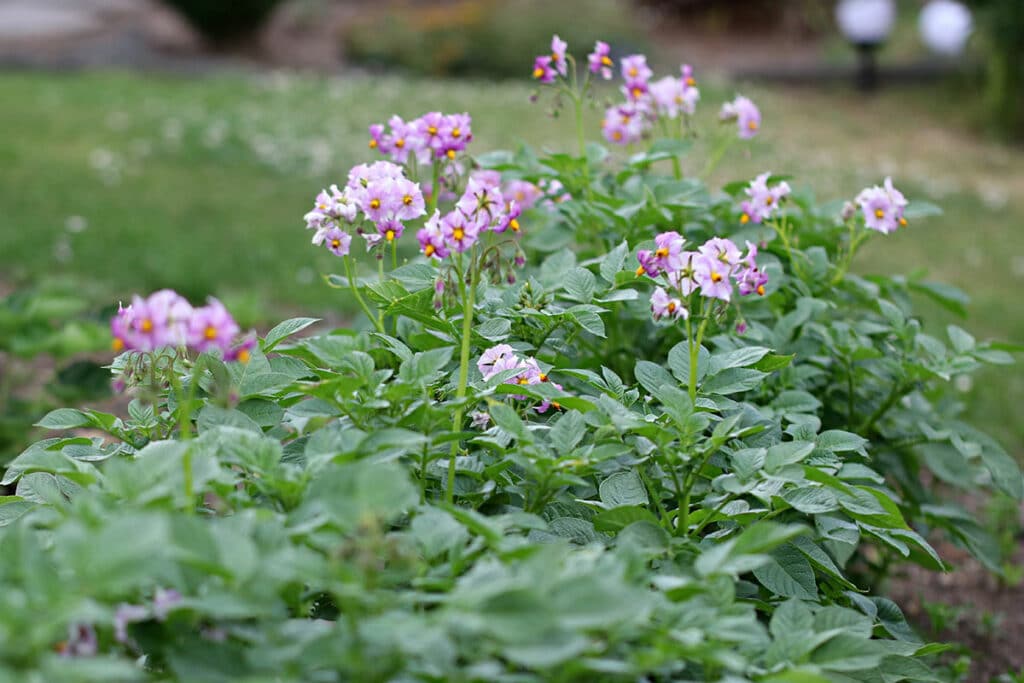 Solanum tuberosum