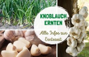 Erntezeit von Knoblauch