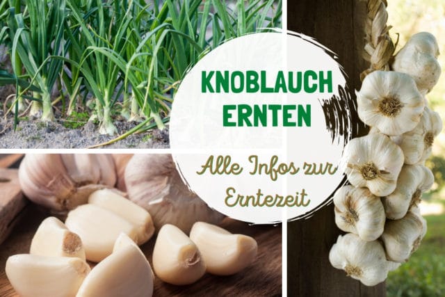 Erntezeit von Knoblauch