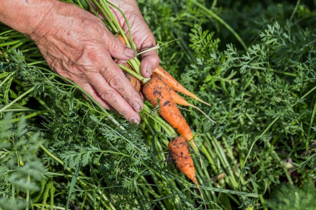 Hand erntet Möhren aus dem Beet