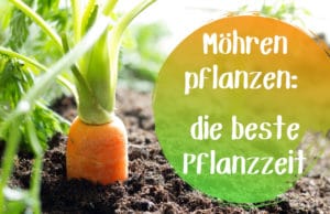 Möhren pflanzen