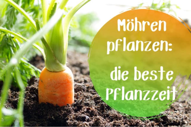 Möhren pflanzen