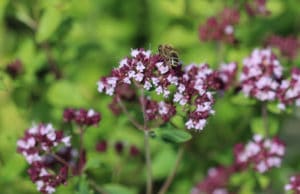 Oregano blüht