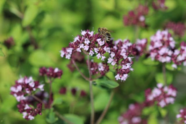 Oregano blüht