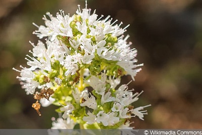 Origanum vulgare