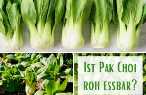 Pak Choi roh essbar