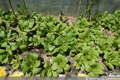 Pak Choi