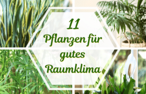 Pflanzen für Raumklima