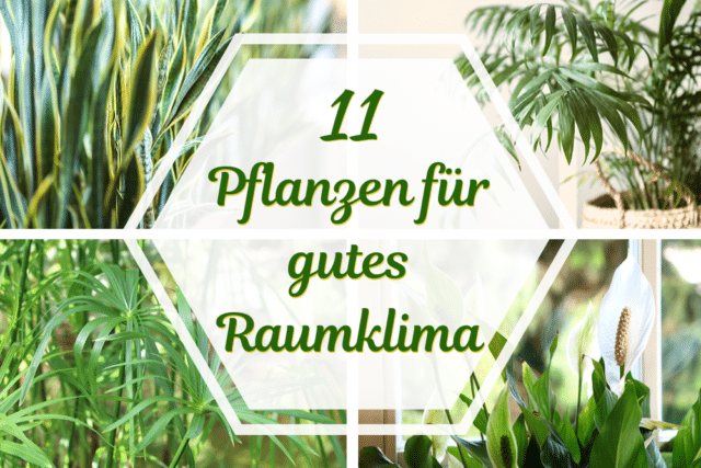 Pflanzen für Raumklima
